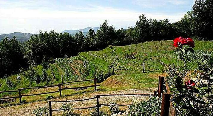 Agriturismo Paneolio Villa Collemandina Экстерьер фото